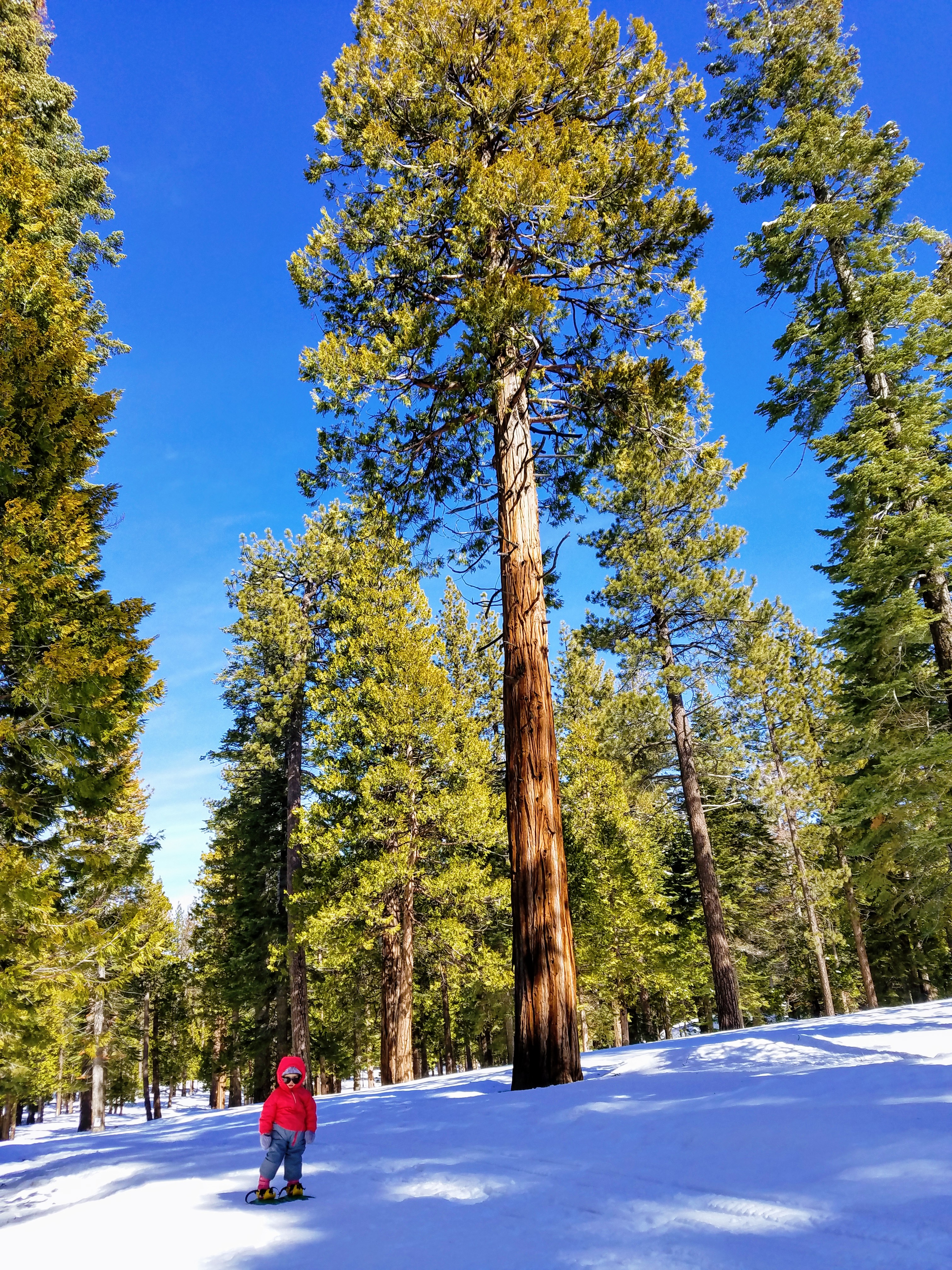 Camp Richardson Snowshoeing