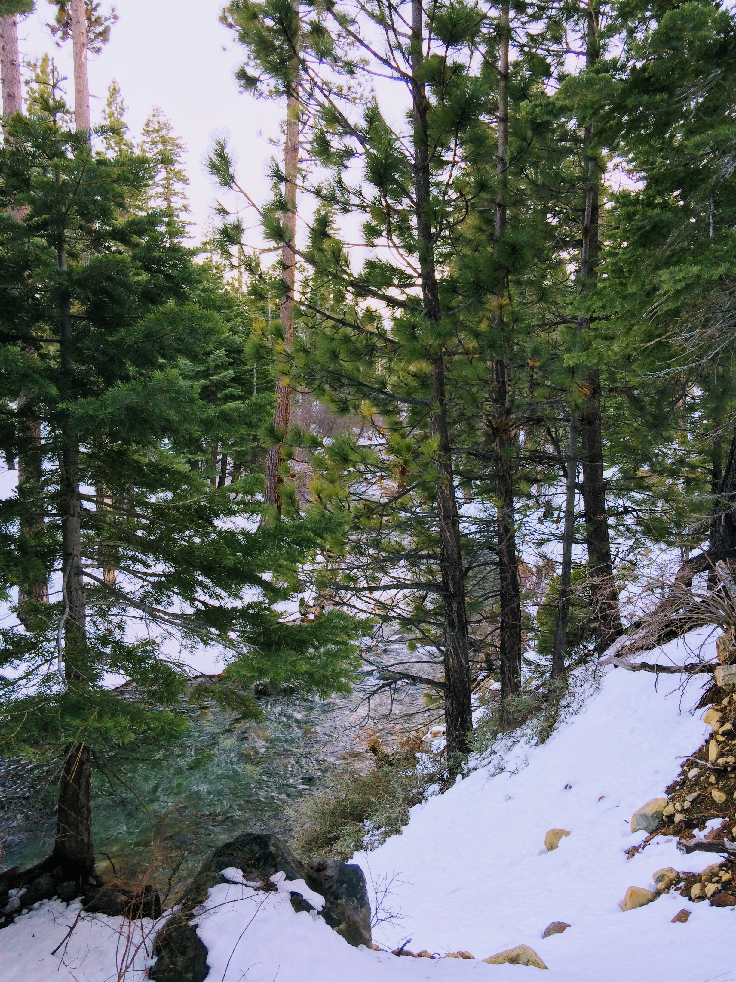 Taylor Creek Snow