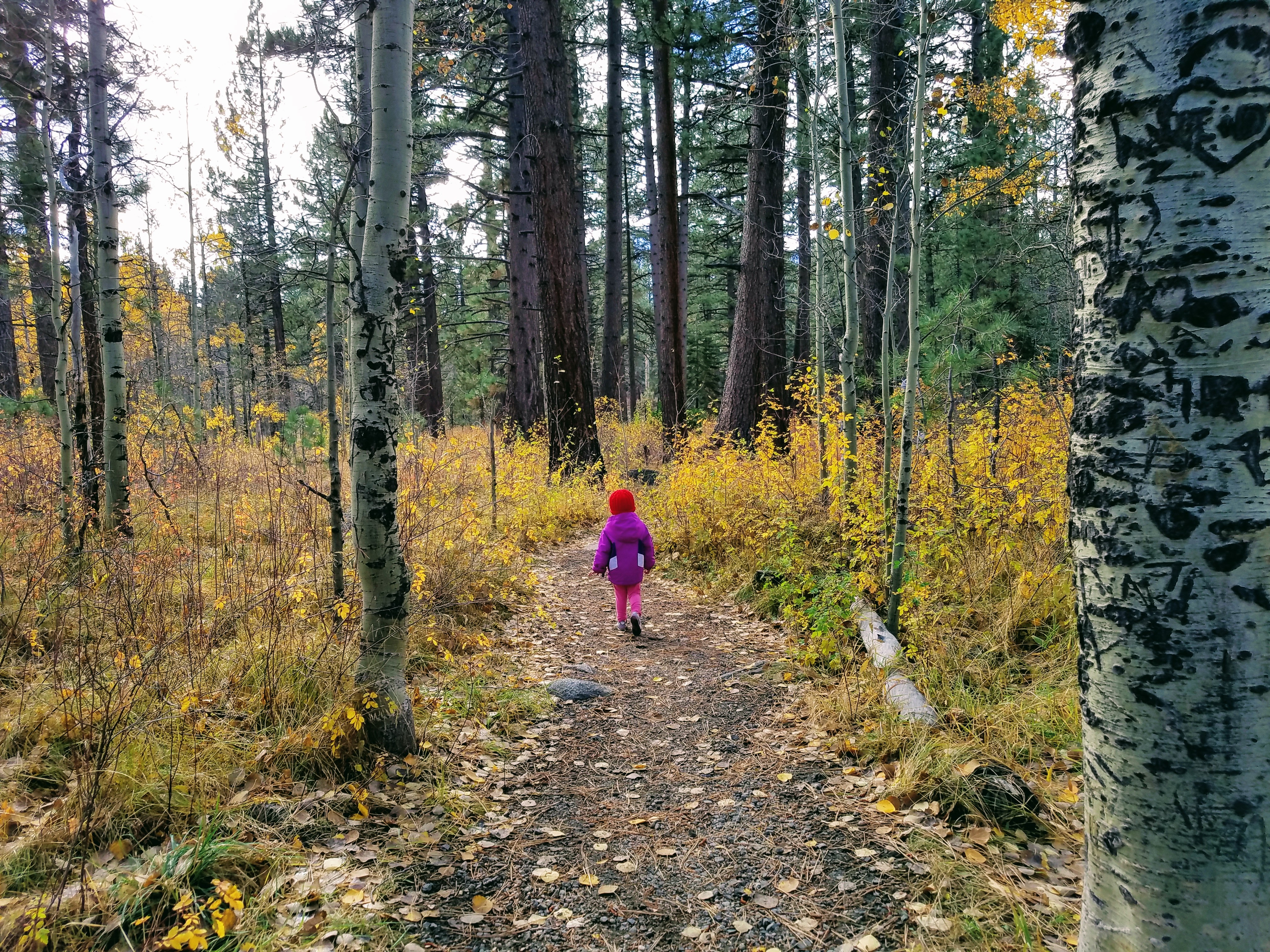 Fallen Leaf Lake