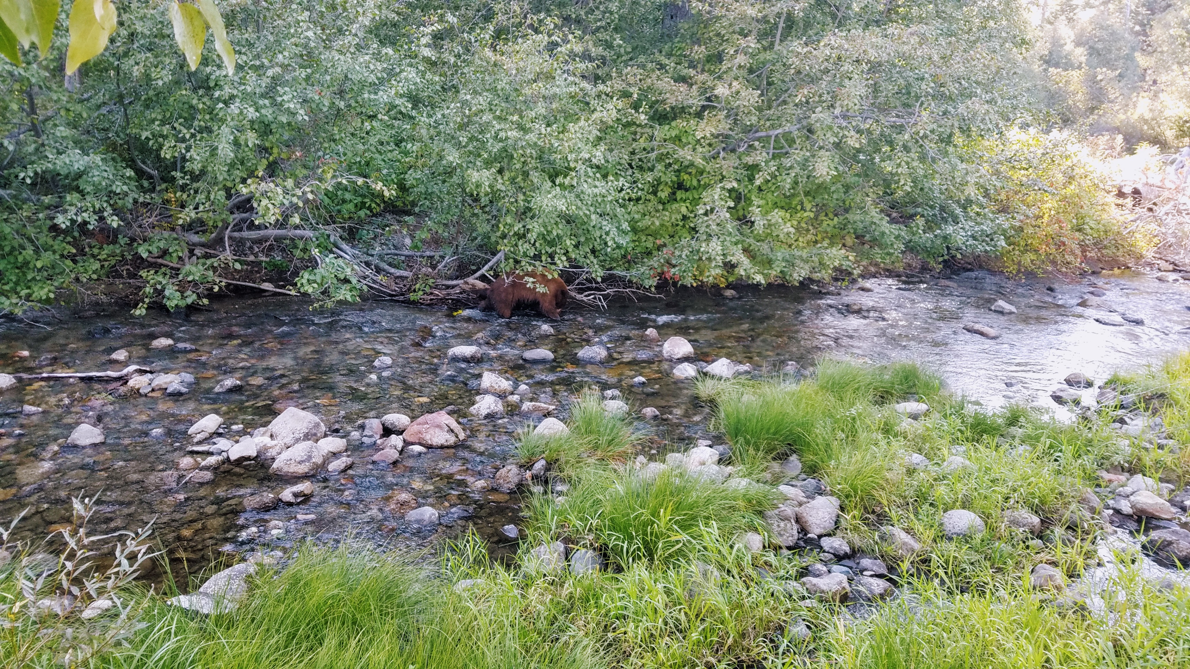 Kokanee Salmon Bear