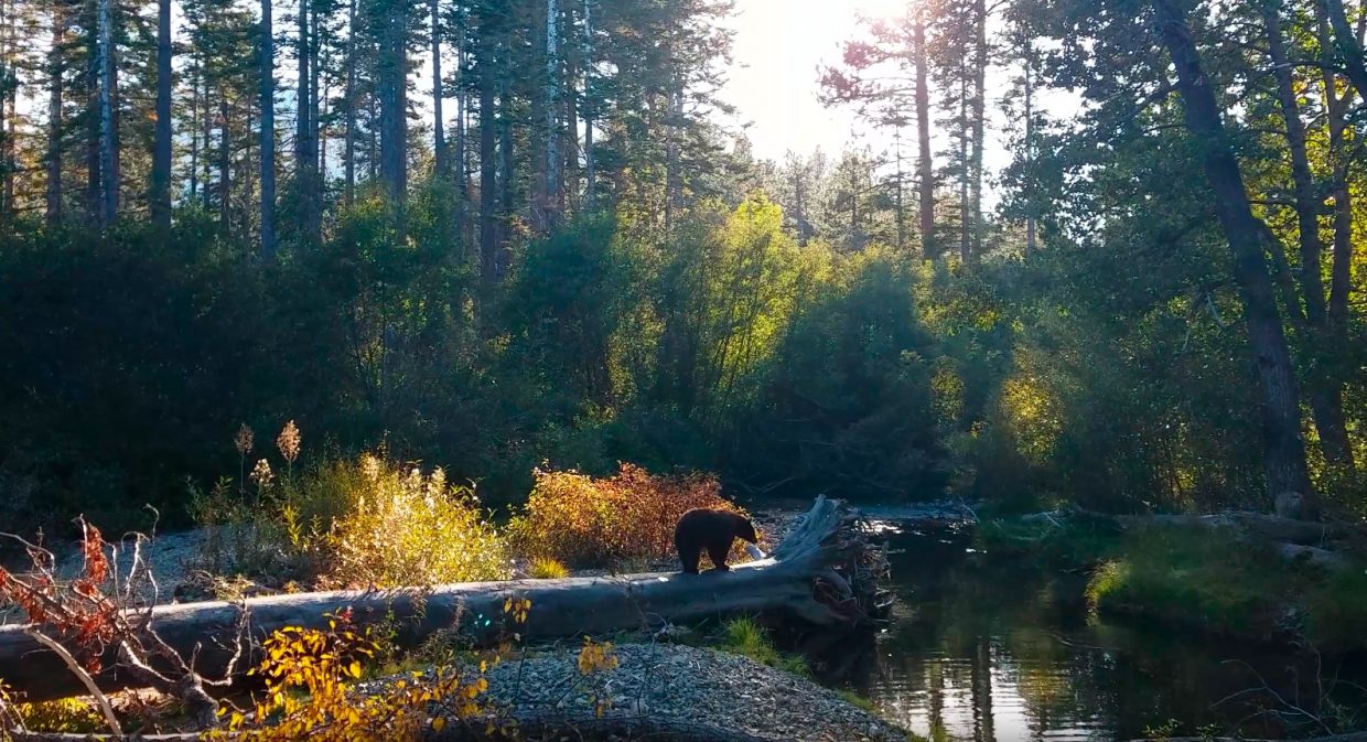 Kokanee Salmon Bear