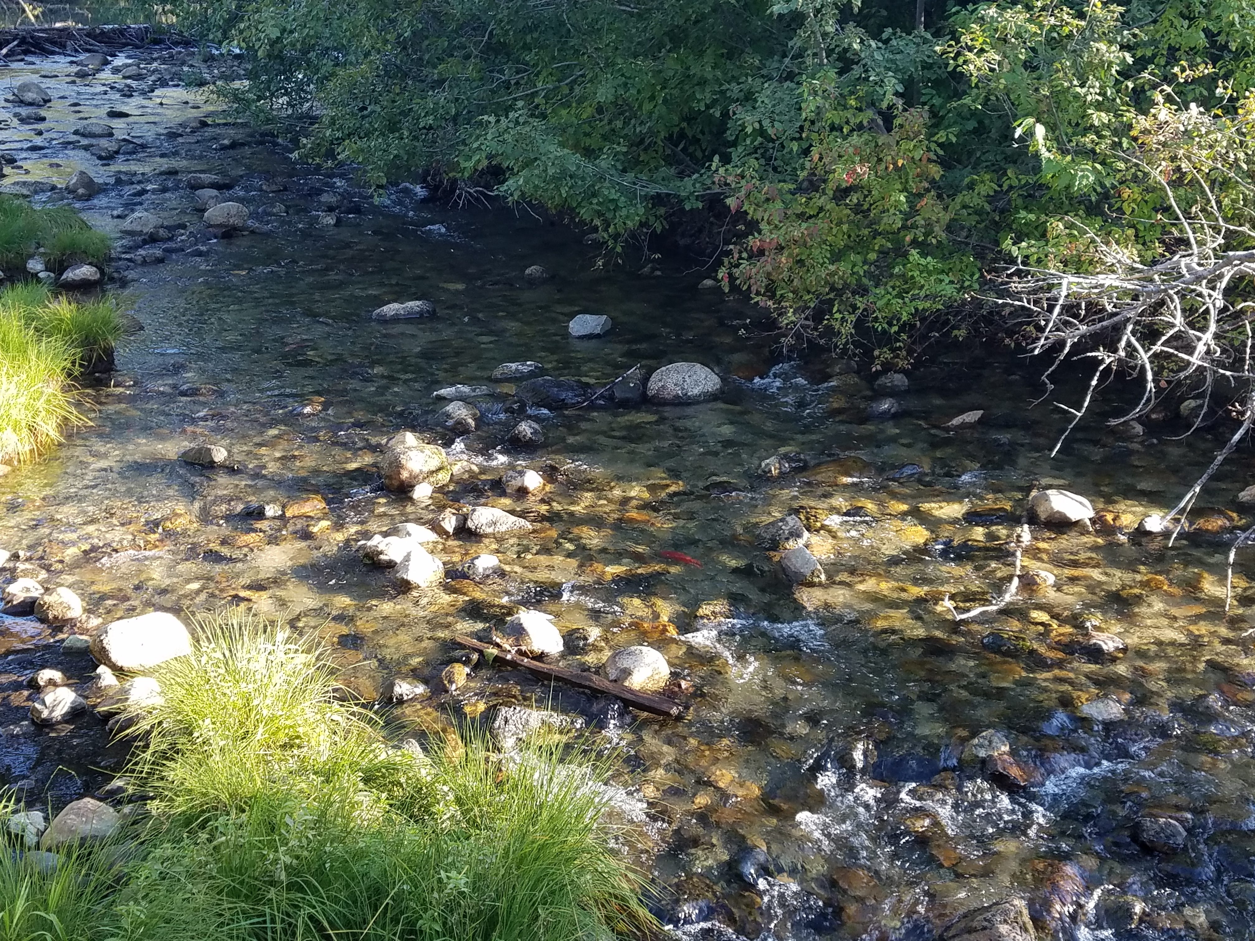 Rainbow Trail to the Salmon Run Tahoe Adventures
