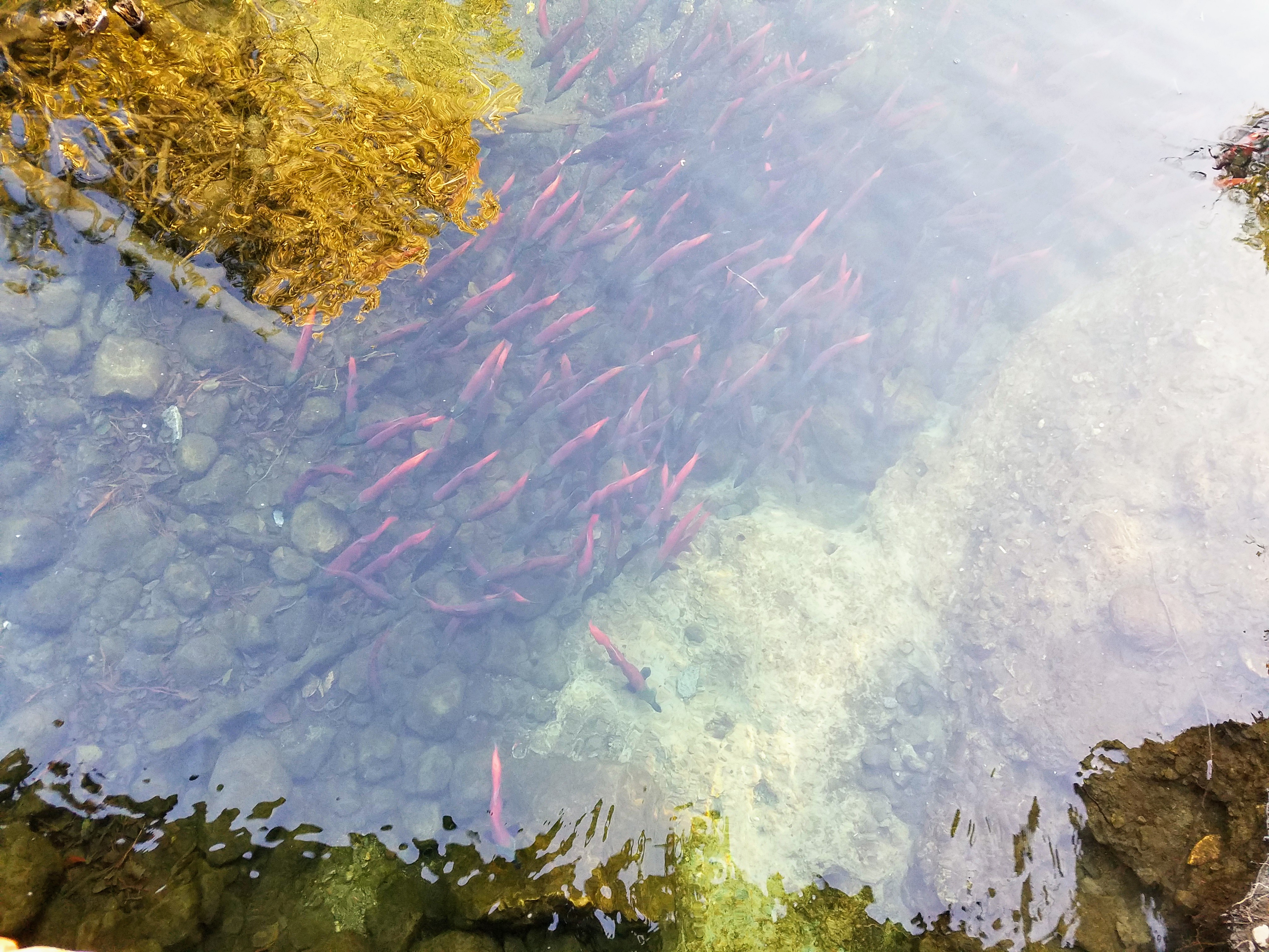 Rainbow Trail to the Salmon Run Tahoe Adventures